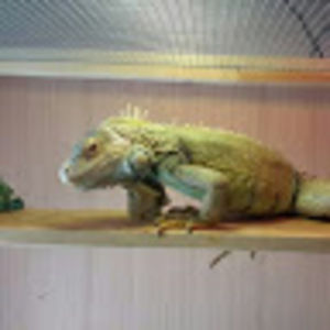 Meet your Posher, Ricky